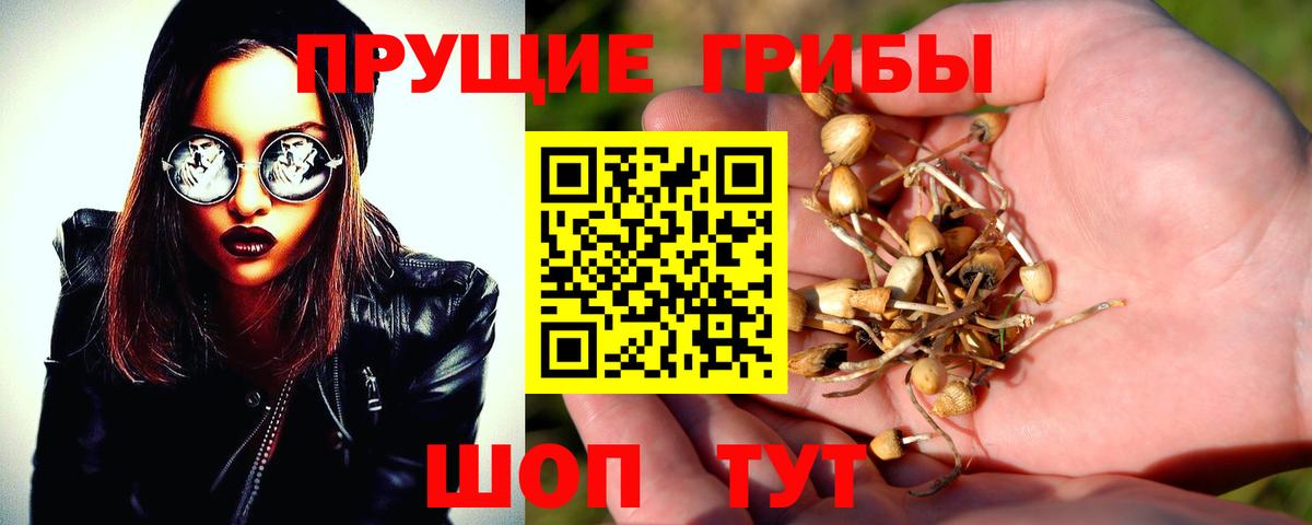 Псилоцибиновые грибы Psilocybe  Вход с VPN  Дагестанские Огни 